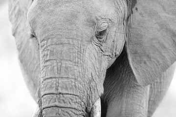 Black & white close-up portrait of an African elephant (loxodonta africana), Kenya