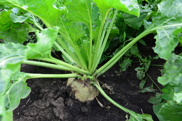a sugar beetroot is growing on the field close up