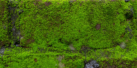 Green Moss Thriving on Damp Brick Wall
