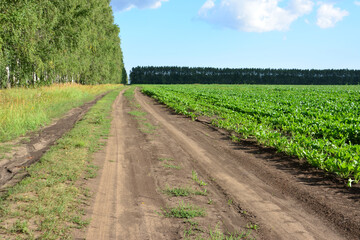 Obraz premium a dirty road with a field and a line of birch trees in the background