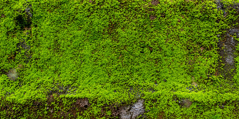 Green Moss Thriving on Damp Brick Wall