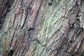 Closeup of textured tree bark