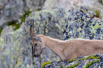 Mountain goat ibex in the Alps mountains in the wild nature. Horned wild animal in the alpine...