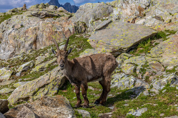 Mountain goat ibex in the Alps mountains in the wild nature. Horned wild animal in the alpine...