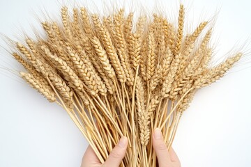 Hands gently hold golden wheat ears against a tranquil wheat field during golden hour