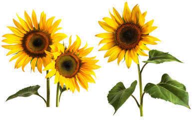 Set of sunflowers on transparent background