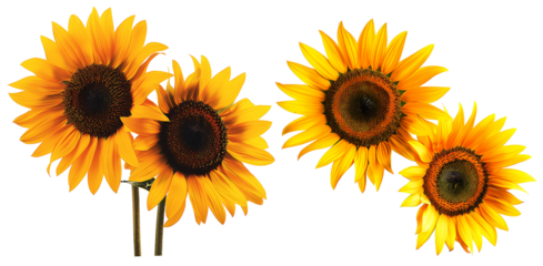 Set of sunflowers on transparent background