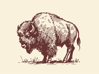 American Bison Hand Drawn Illustration Sketch Vector Isolated