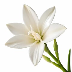 Obraz premium Tuberose flower isolated on white background