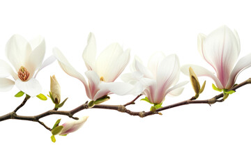 Obraz premium PNG Magnolia border flower plant blossom.