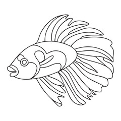 beautiful betta fish vector illustration