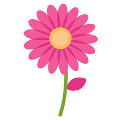 pink daisy isolated on white