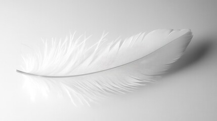 Obraz premium delicate white feather background with soft focus and gentle movement creating ethereal artistic texture for elegant design projects