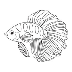 Fototapeta premium beautiful betta fish vector illustration