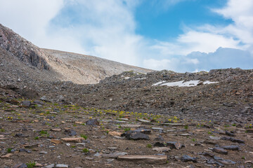 Vivid yellow flowers of papaver alpinum on stone glade against rocky mountain pass under clouds in blue sky. Colorful alpine flowers near sharp rocks in high mountains. Scenic flowering stony highland