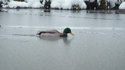 A graceful duck is swimming peacefully on a frozen lake during the cold winter season - Powered by Adobe