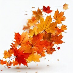 Obraz premium maple leaves isolated on white