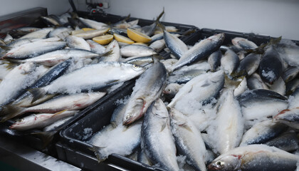 Frozen Fish in Freezer &ndash; Poisson congel&eacute; dans un r&eacute;frig&eacute;rateur &agrave; l&rsquo;usine de poisson