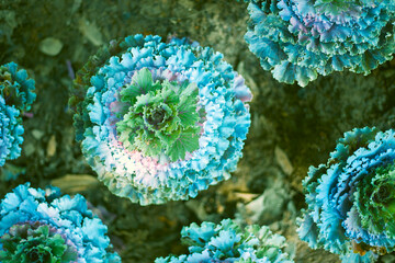 close up plant cabbage