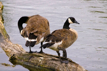 Urban bird photography @ Marquette Park Reserve in Chicago Illinois.