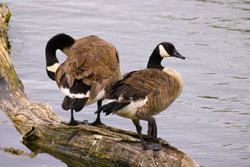 Urban bird photography @ Marquette Park Reserve in Chicago Illinois.