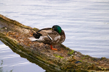 Urban bird photography @ Marquette Park Reserve in Chicago Illinois.