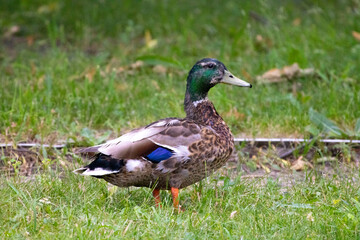 Urban bird photography @ Marquette Park Reserve in Chicago Illinois.