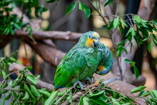 The orange-winged amazon (Amazona amazonica) is a large amazon parrot. Its habitat is forest and semi-open country. 