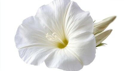 Obraz premium elegant pure white flower photography with perfect petals and delicate details isolated on pristine white background for clean modern design