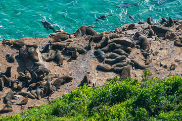 A colony of seals sunbathing and swimming together at Robberg nature reserve along the Garden route, Plettenberg Bay, Western Cape province, South Africa, Africa