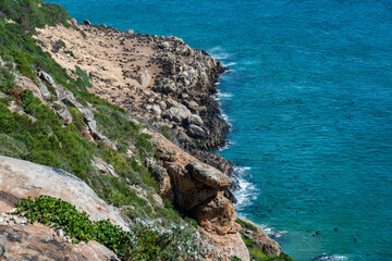 A colony of seals sunbathing along a rocky coastline at Robberg nature reserve along the Garden route, Plettenberg Bay, Western Cape province, South Africa, Africa