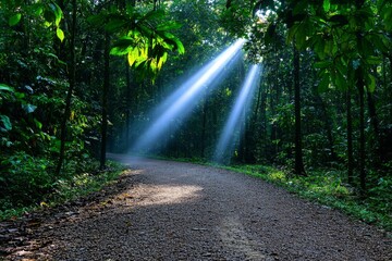 Obraz premium A beautiful HDR image of a forest pathway, with sunbeams piercing through the dense, green canopy and mist hanging in the air