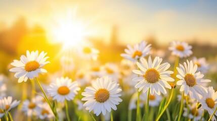 enchanting golden hour landscape of wild daisy field stretching to horizon, sun setting behind flowers creating magical bokeh effect and warm atmosphere
