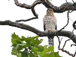 クーパーハイタカ　Cooper's Hawk