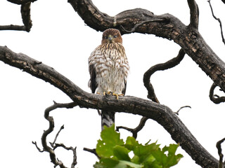 クーパーハイタカ　Cooper's Hawk