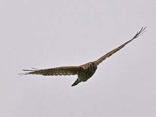 クーパーハイタカ　Cooper's Hawk