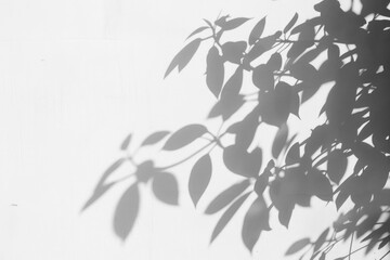 PNG Shadow from foliage leaves leaf wall minimalist.