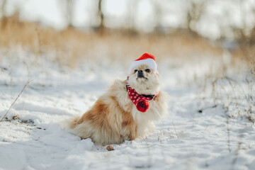 A Pomeranian in a Santa costume walks in the park in winter.