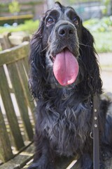 English cocker resting on a bench