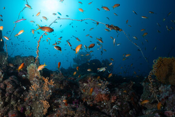 元気な魚の群れ