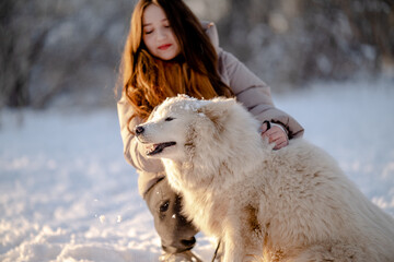A girl walks with her beloved pet Samoyed in winter on the shore of a lake in the park.