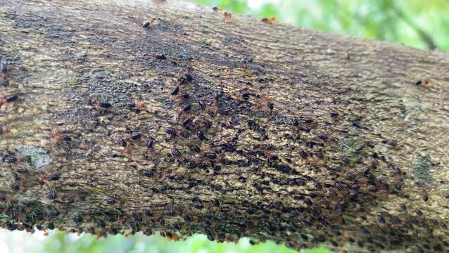 rows of white ants or termite colonies walking on wood. Worker termites walking in a row on a wood trunks in pine forest. Ants migrate from one place to another.