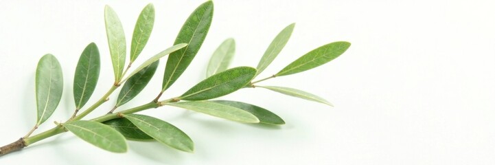 Obraz premium Fresh olive branch leaves with delicate veins and a gentle texture on white background, foliage, plant, branch