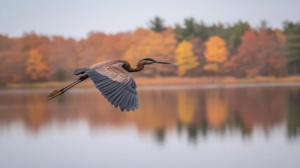 A heron gracefully flies over a serene lake, surrounded by vibrant autumn foliage.