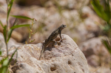 Plateau Fence Lizard basking on a rock in Willis Creek Slot Canyon Utah