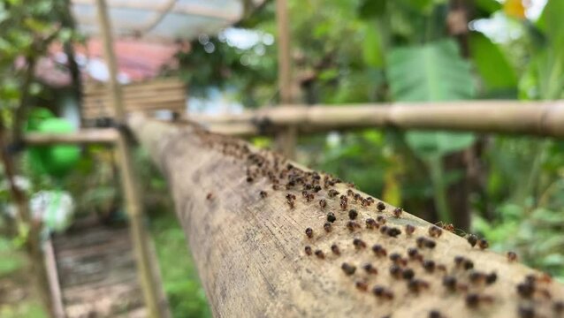 rows of white ants or termite colonies walking on wood. termites migrate together.