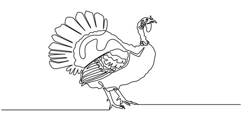 turkey bird single line drawing vector, turkey, poultry, bird one line art. Continuous line drawing of farm, nature, agriculture, farm animals, rural life, ranch, turkey in continuous line drawing.