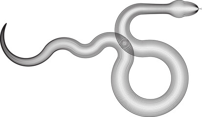 Obraz premium Chinese new year 2025 zodiac snake symbol collection .design elements . Year of the snake .World snake day logo set. Line art . Vector illustration