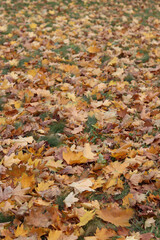 Fallen autumn leaves on the grass in the park. Yellow fallen leaves on the ground. Autumn background, selective focus. Fallen autumn leaves form the ground cover on the lawn in the park