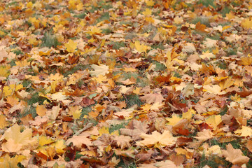 Fallen autumn leaves on the grass in the park. Yellow fallen leaves on the ground. Autumn background, selective focus. Fallen autumn leaves form the ground cover on the lawn in the park